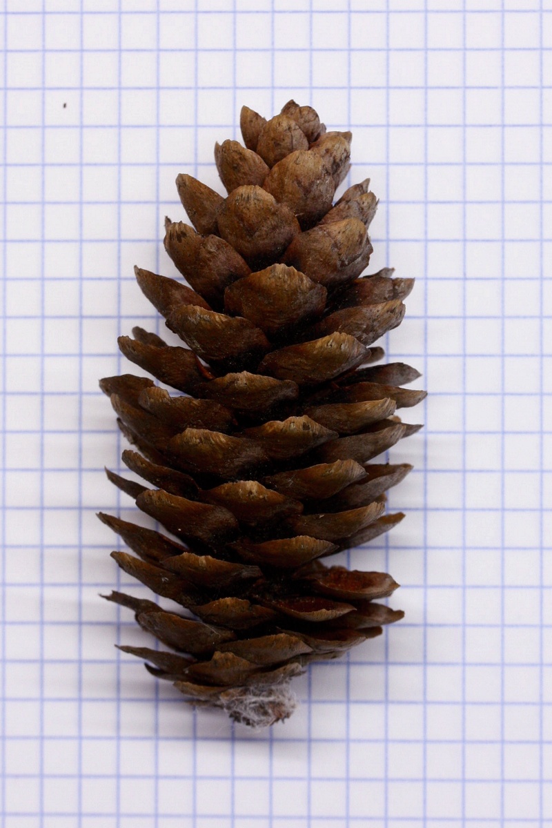 Image of Picea &times; fennica specimen.