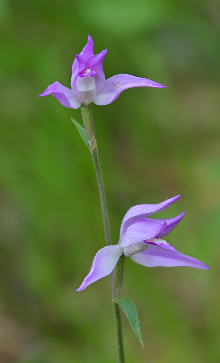 Image of Cephalanthera rubra specimen.