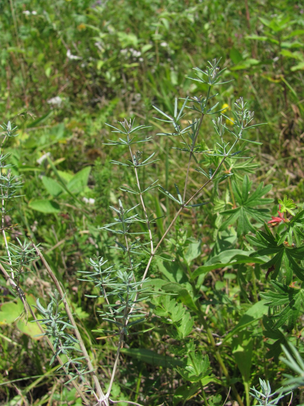 Image of Galium biebersteinii specimen.