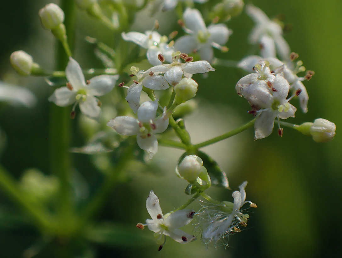 Image of Galium album specimen.