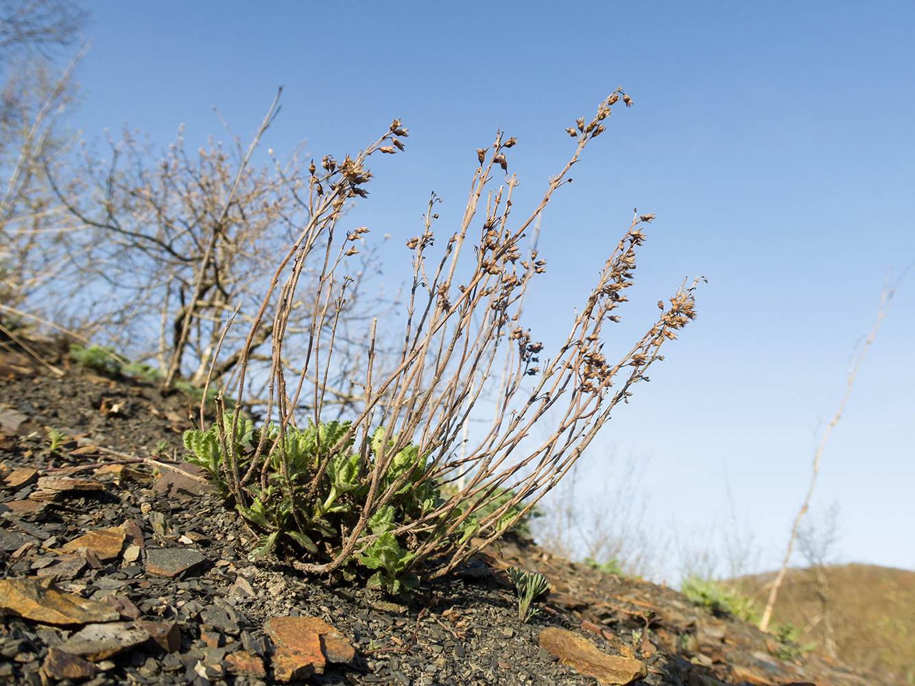 Изображение особи Teucrium chamaedrys.