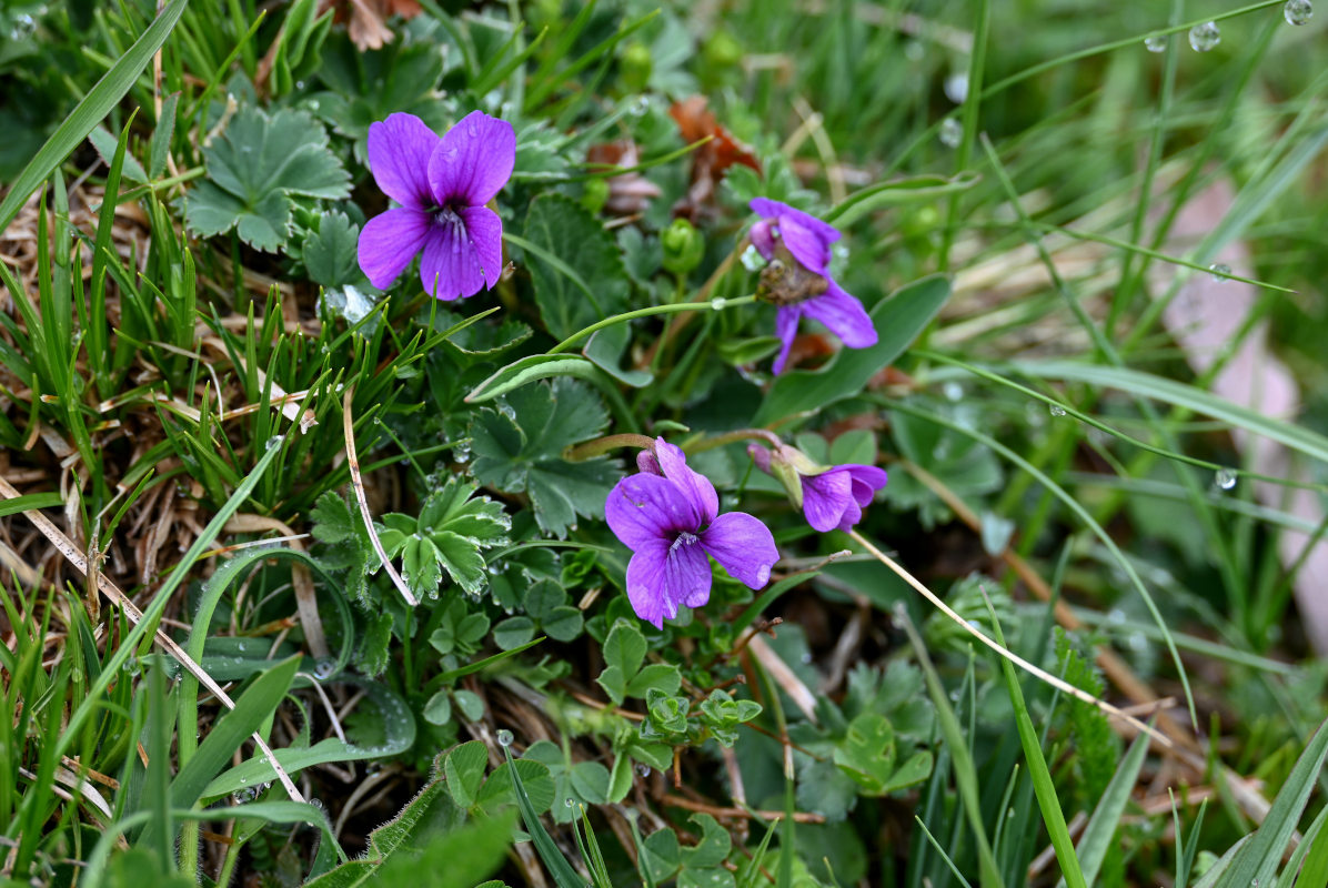 Image of Viola somchetica specimen.