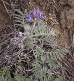 Oxytropis kungurensis. Цветущее растение. Пермский край, Кунгурский р-н, ур. Подкаменная гора, разнотравный луг вдоль крутого склона. 06.05.2022.