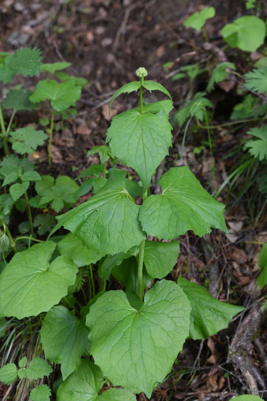 Изображение особи Valeriana tiliifolia.