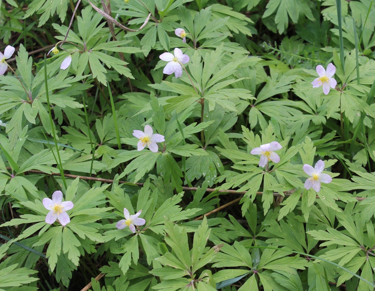 Image of Anemone uralensis specimen.