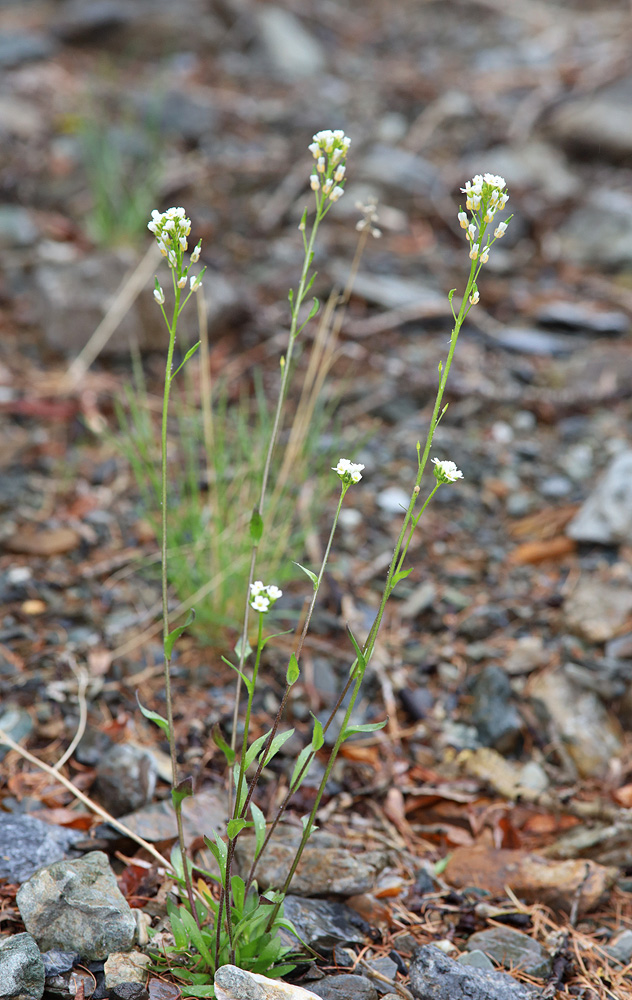 Изображение особи род Draba.