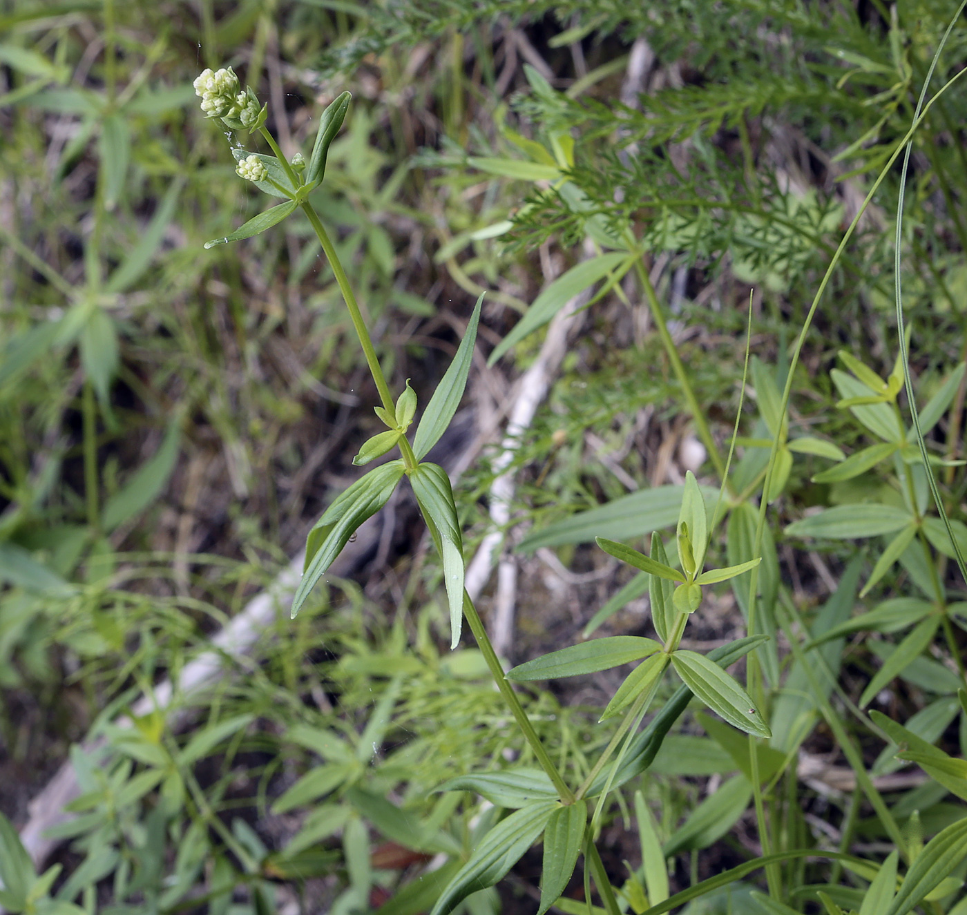 Image of Galium physocarpum specimen.