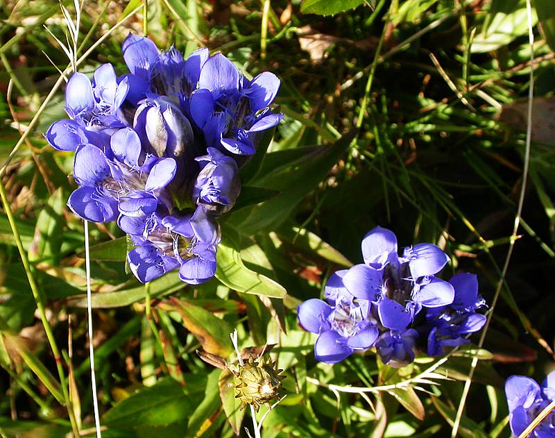 Image of Gentiana septemfida specimen.