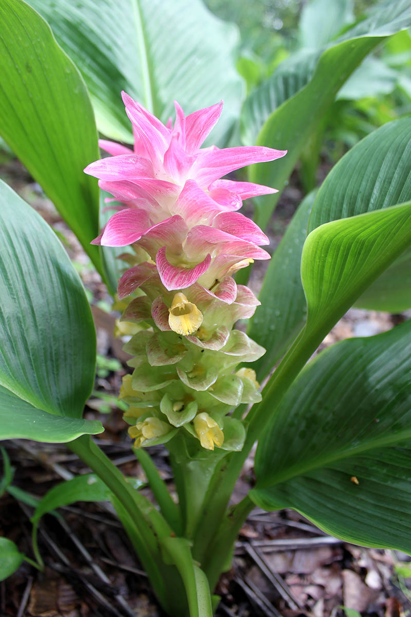 Image of Curcuma longa specimen.