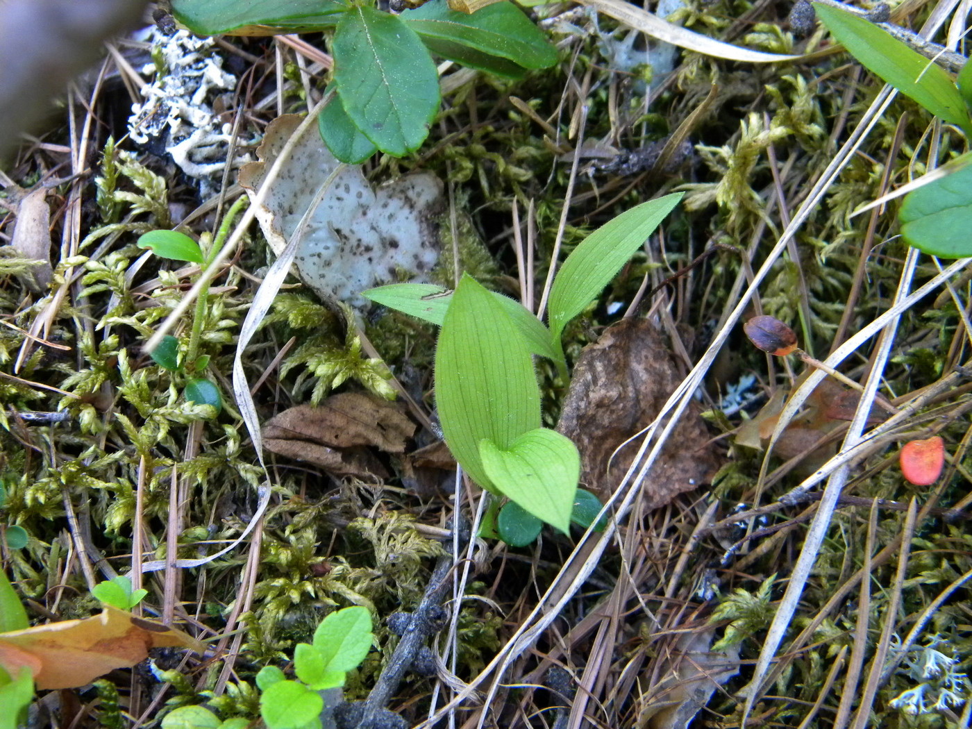 Image of Cypripedium calceolus specimen.