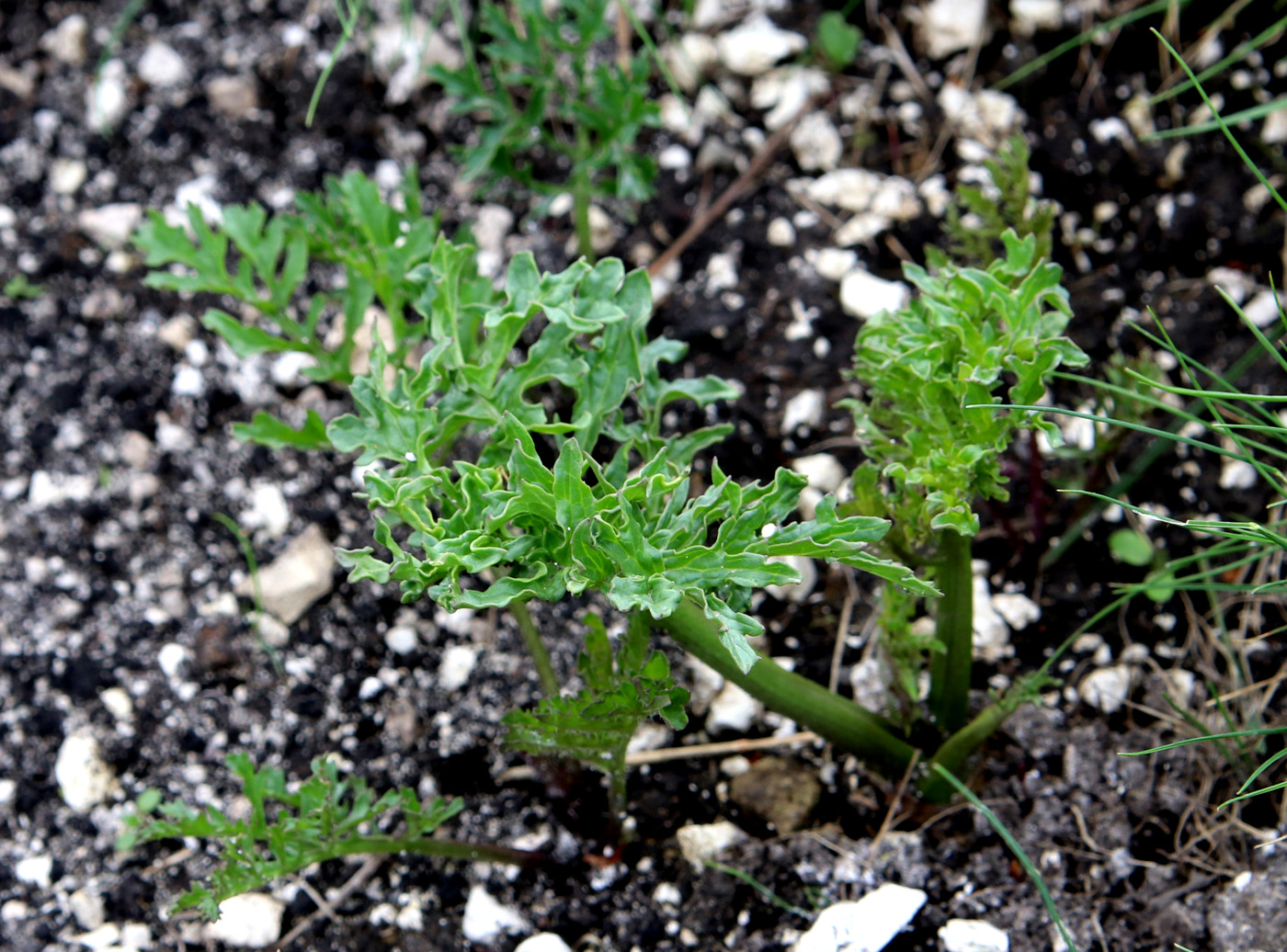 Image of Crambe tataria specimen.