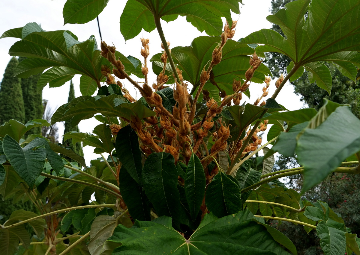 Изображение особи Tetrapanax papyrifer.