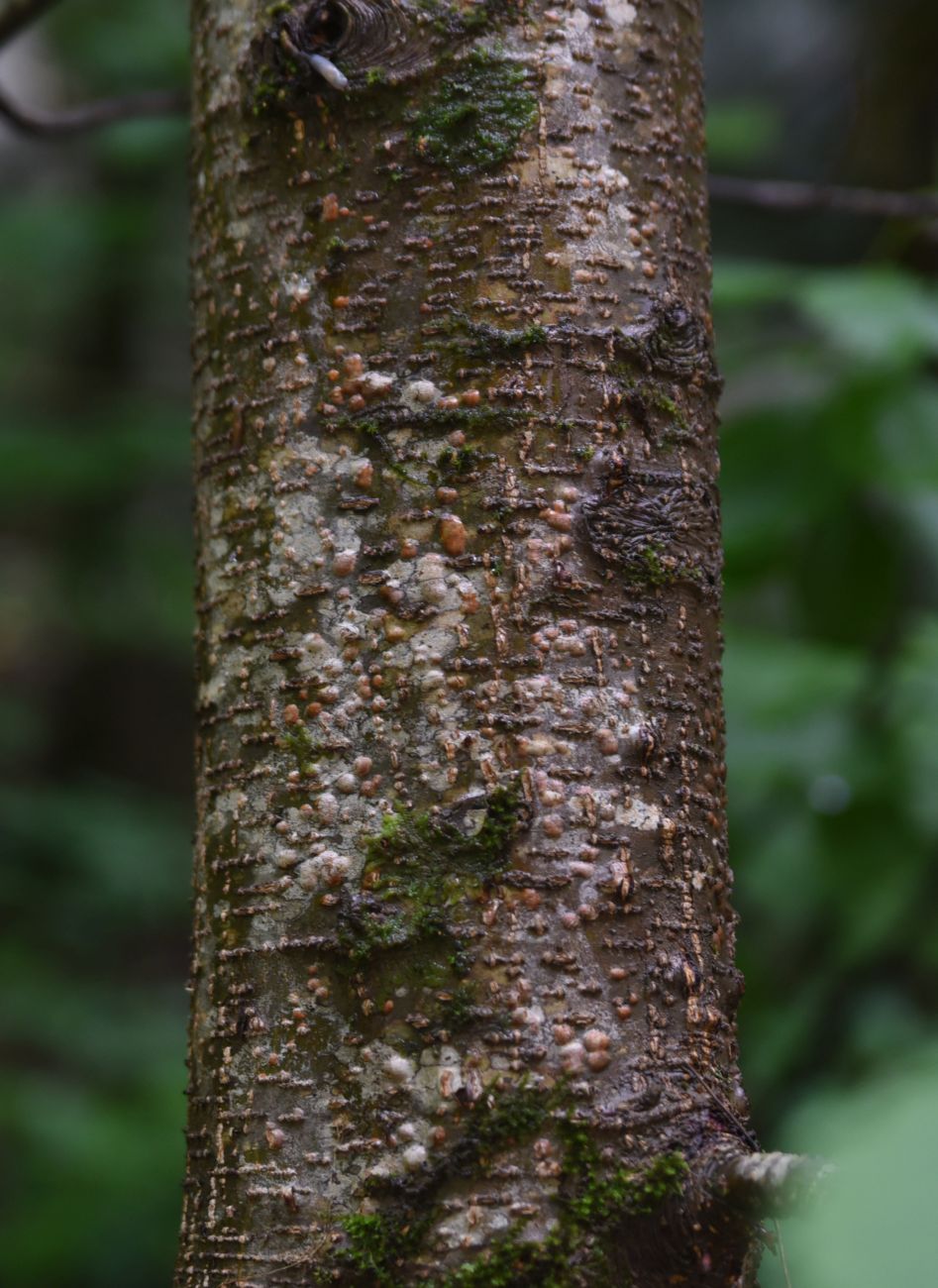 Image of Alnus barbata specimen.