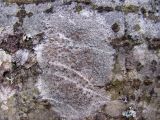 genus Lecanora. Таллом с апотециями на стволе ольхи Alnus glutinosa. Московская обл., Одинцовский р-н, окр. г. Кубинка, берег мелкого ручья. 19.04.2022.