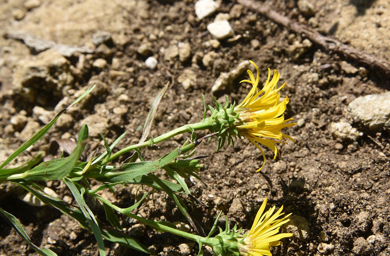 Изображение особи Inula ensifolia.