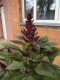 Смотреть изображение Amaranthus cruentus