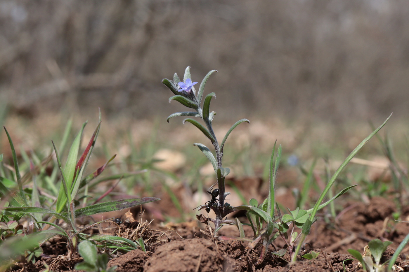 Image of Buglossoides incrassata specimen.