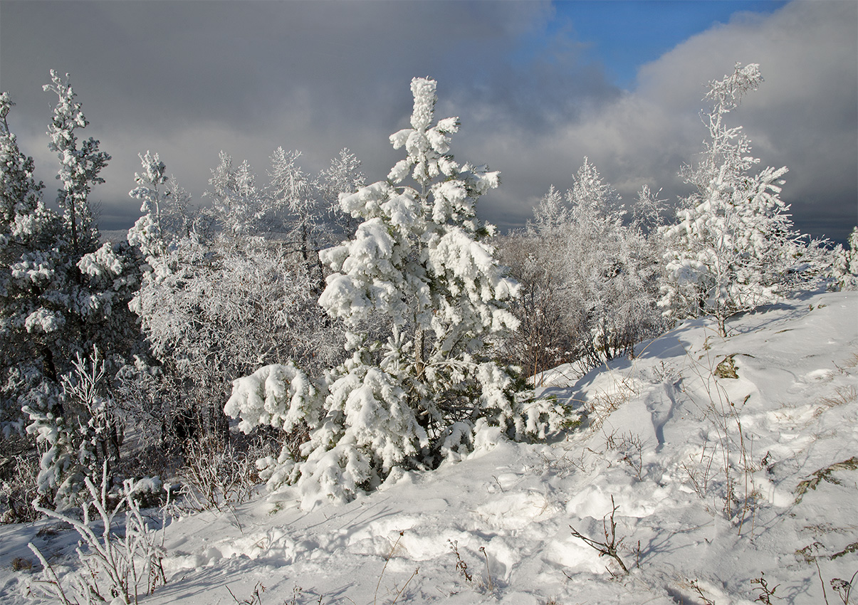 Image of Pinus sylvestris specimen.