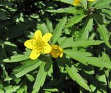 Anemone ranunculoides. Верхушка цветущего растения. Санкт-Петербург, Петергоф, парк. 03.05.2010.