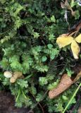 Смотреть изображение Plagiochila asplenioides
