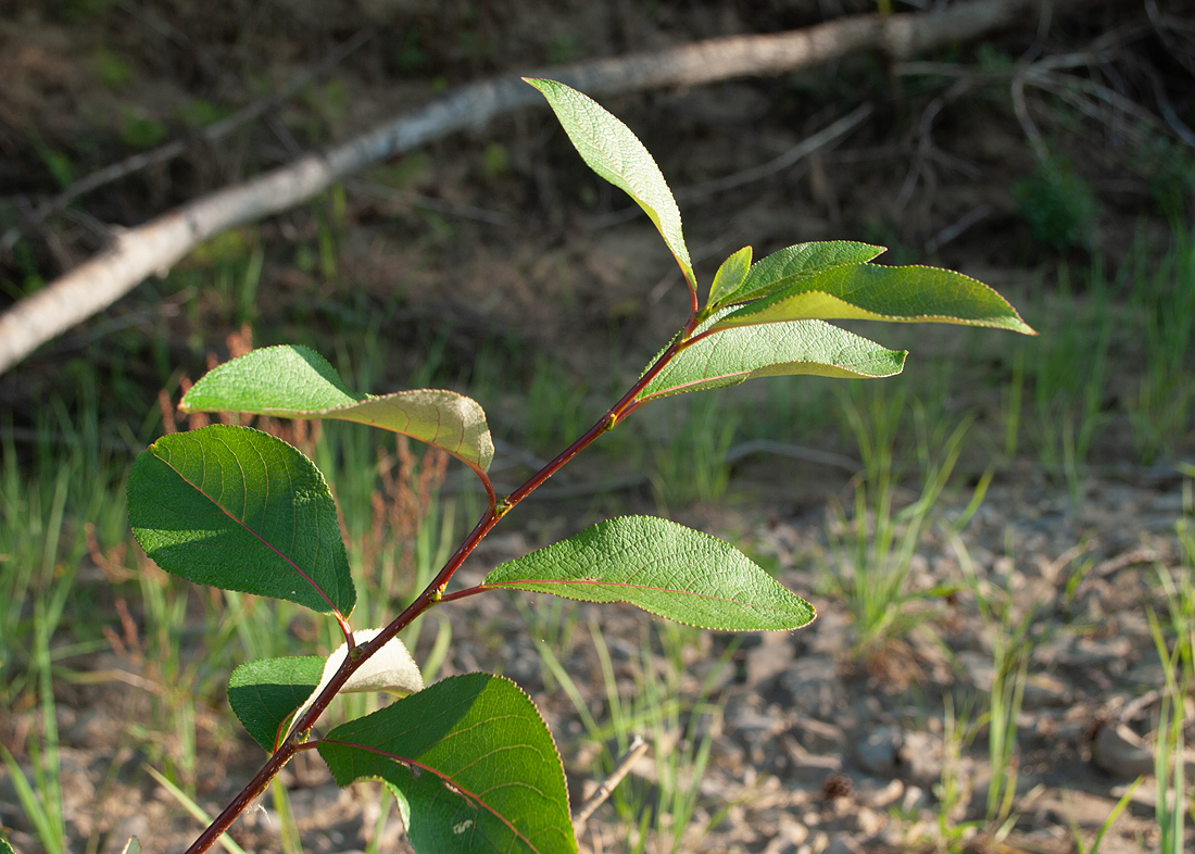 Изображение особи Populus suaveolens.