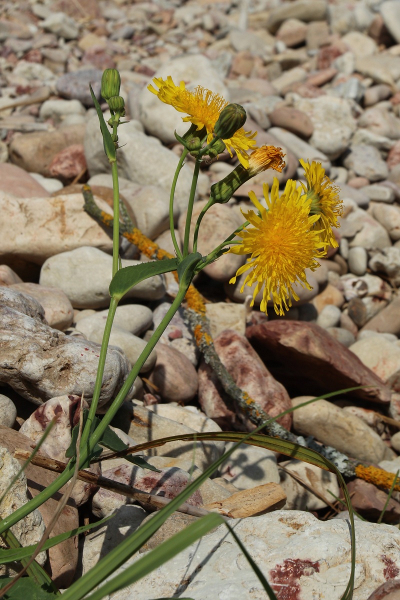 Image of Sonchus arvensis ssp. uliginosus specimen.