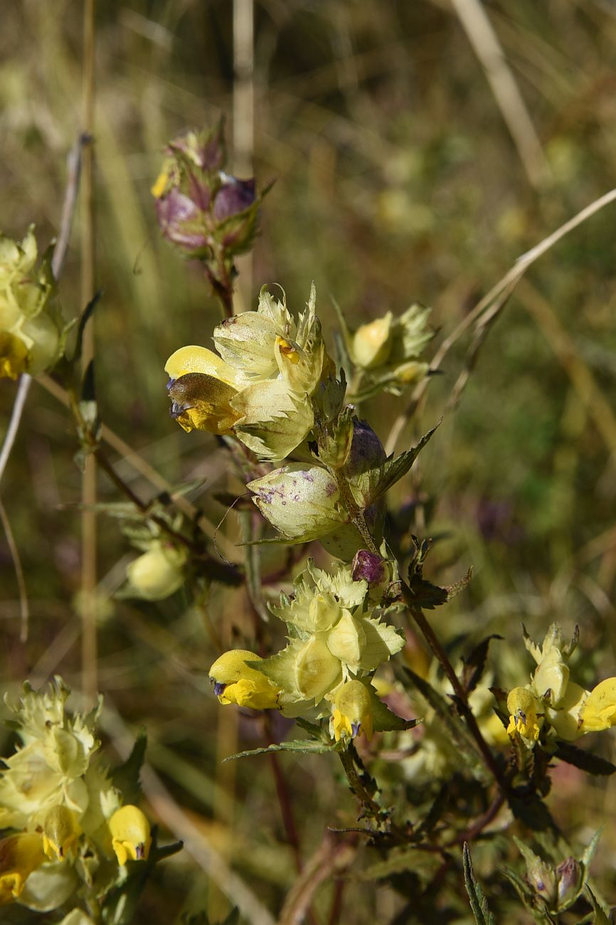 Изображение особи род Rhinanthus.