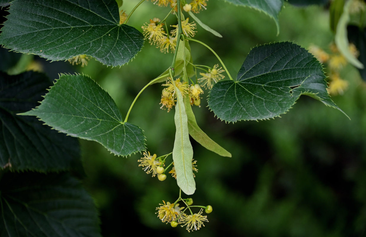 Image of genus Tilia specimen.