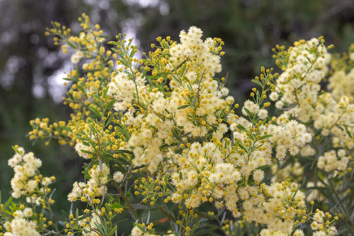 Изображение особи Acacia victoriae.