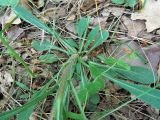 Campanula sibirica. Прикорневые листья. Ульяновск, Заволжский р-н, опушка широколиственного леса с преобладанием дуба. 04.06.2024.