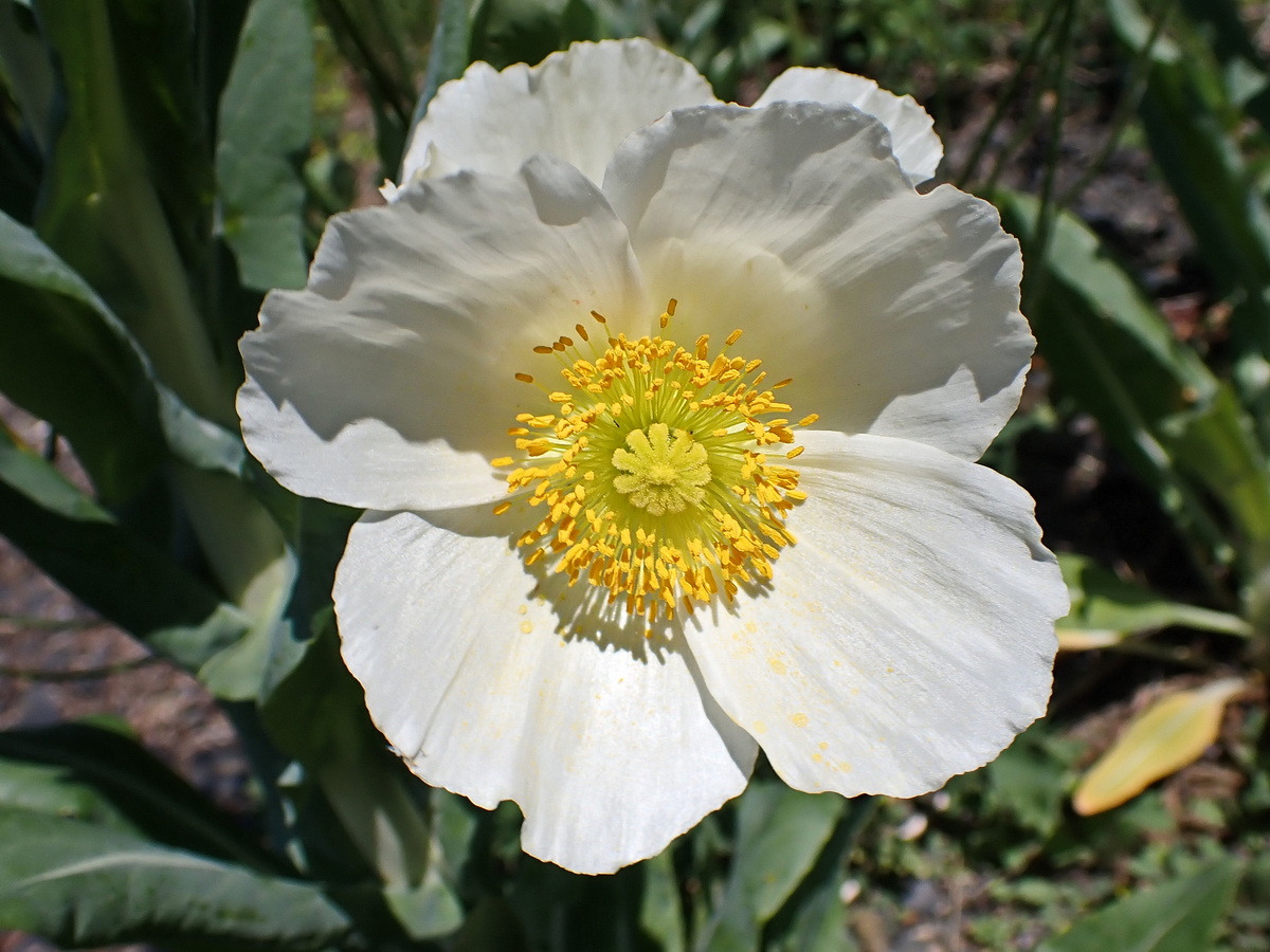 Image of Papaver amurense specimen.