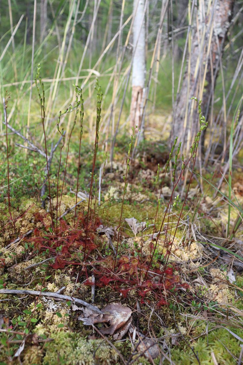 Изображение особи Drosera rotundifolia.