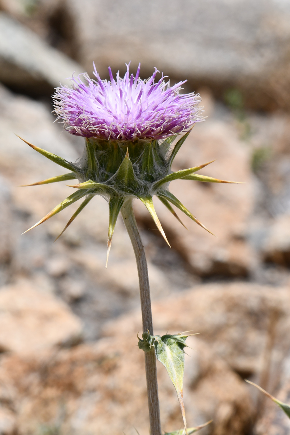 Image of Cousinia rava specimen.