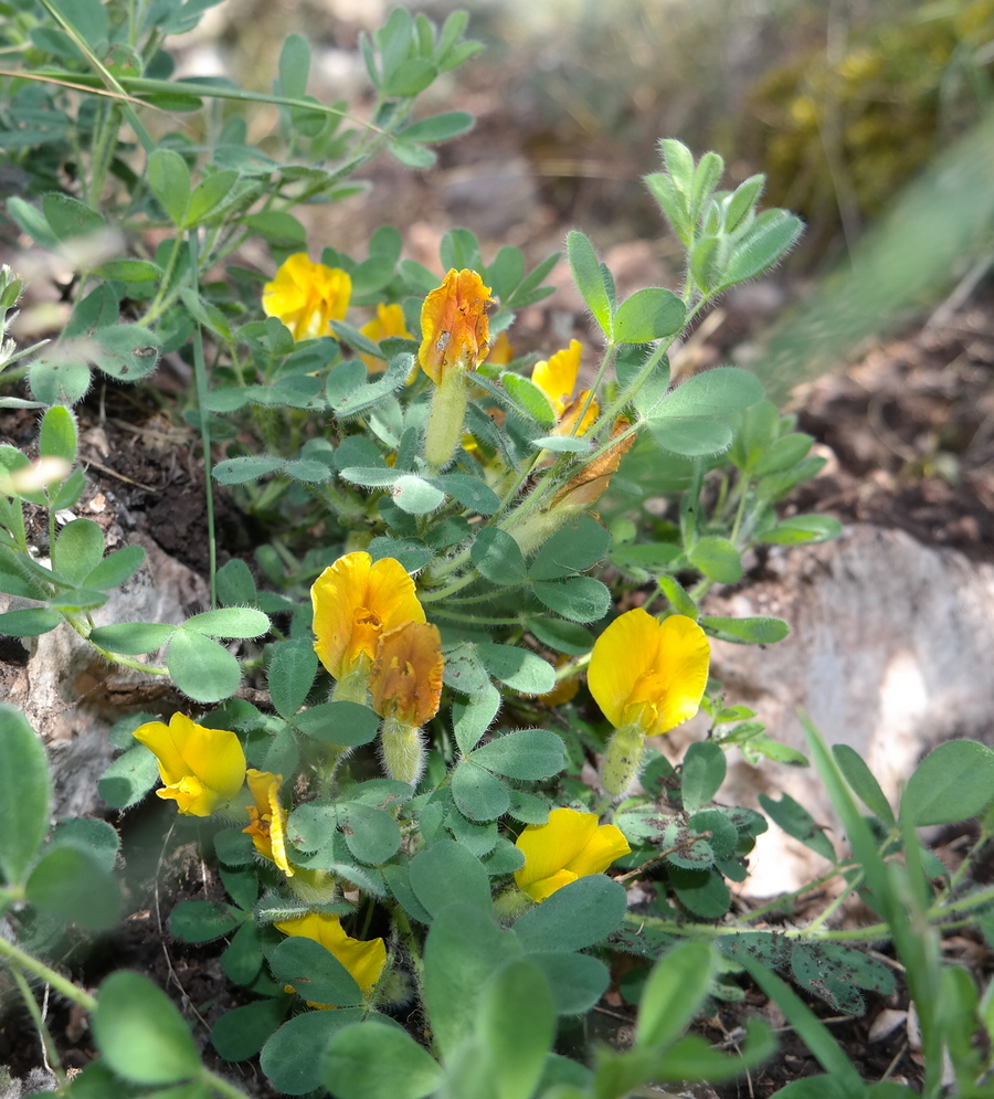 Изображение особи Chamaecytisus polytrichus.