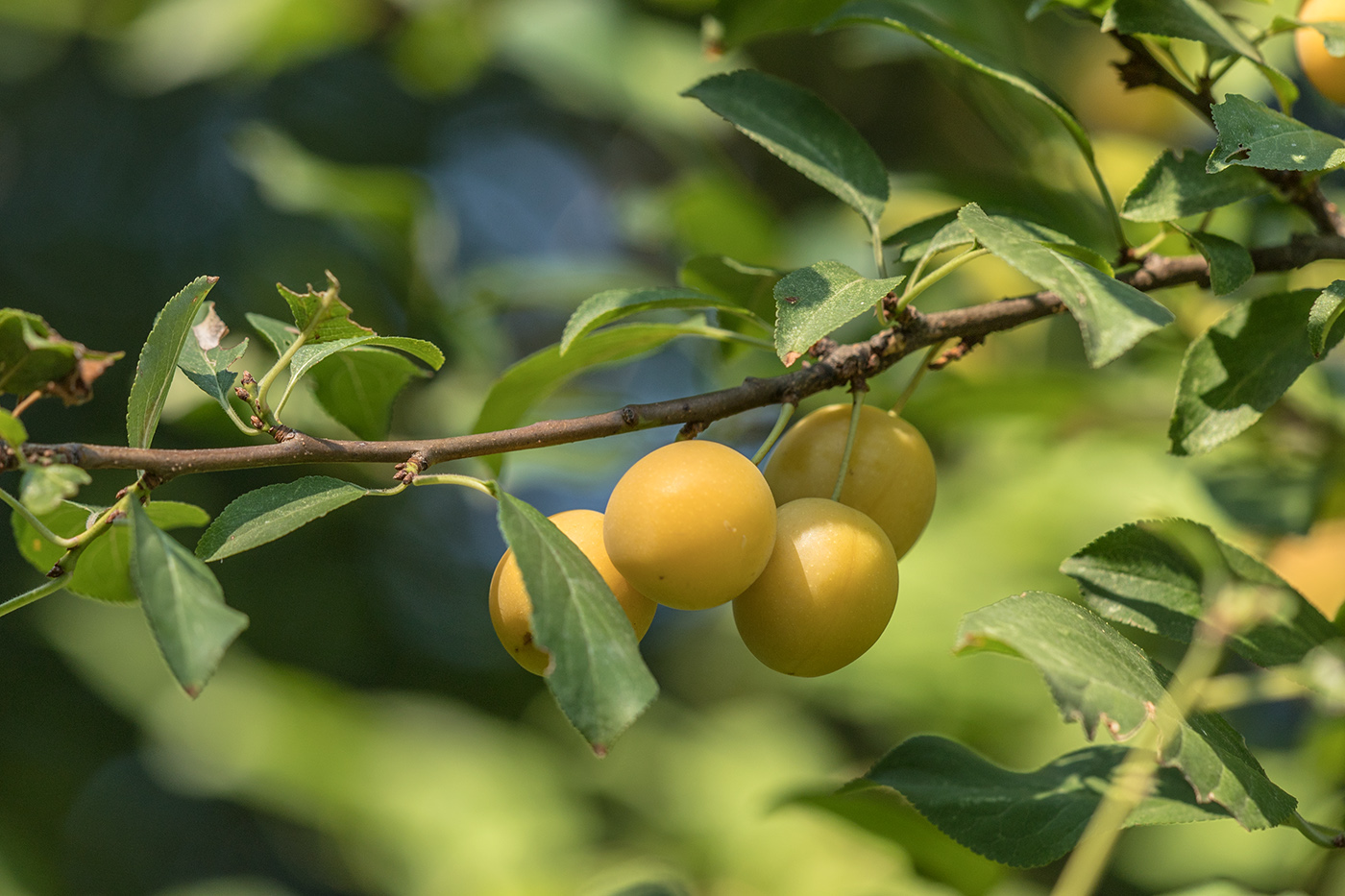 Image of Prunus cerasifera specimen.