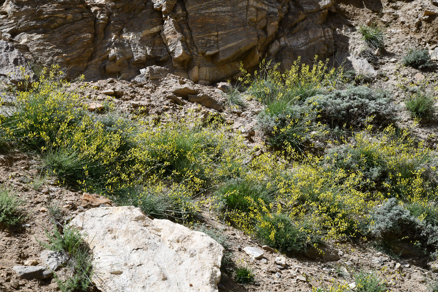 Image of Astragalus scheremetewianus specimen.