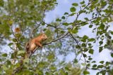 Betula czerepanovii. Ветвь дерева с сидящей белкой. Мурманск, Октябрьский р-н, окр. оз. Большое, смешанный лес с доминированием Betula. 18.08.2024.