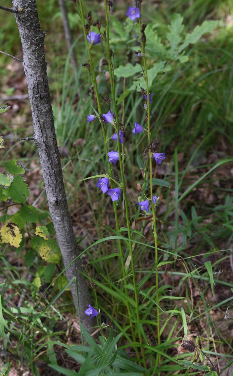 Image of Campanula persicifolia specimen.