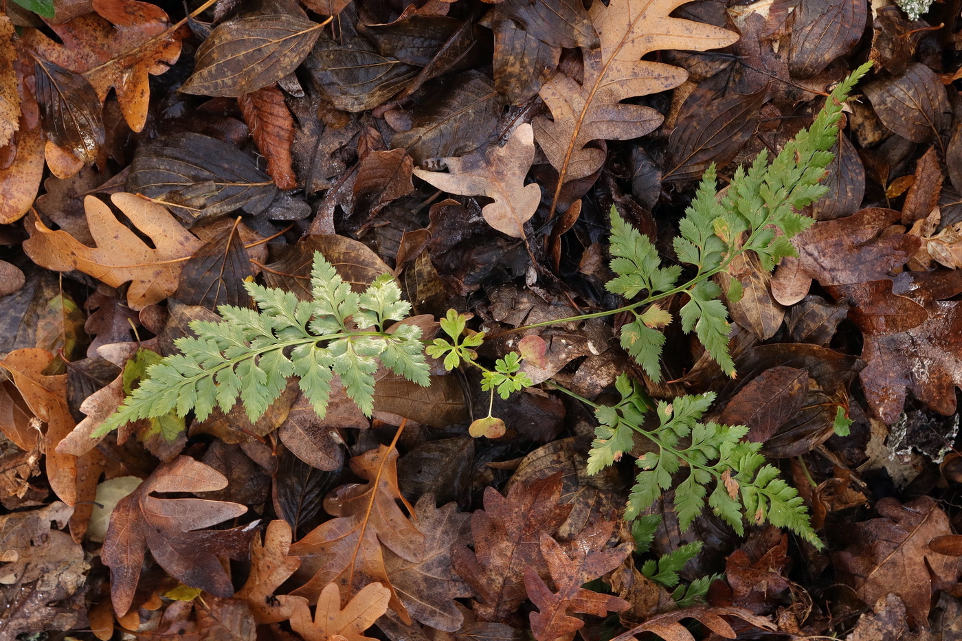 Изображение особи Asplenium adiantum-nigrum.