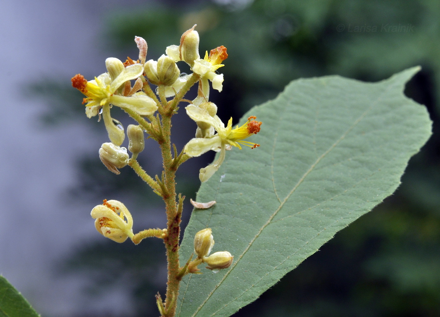 Image of Microcos paniculata specimen.