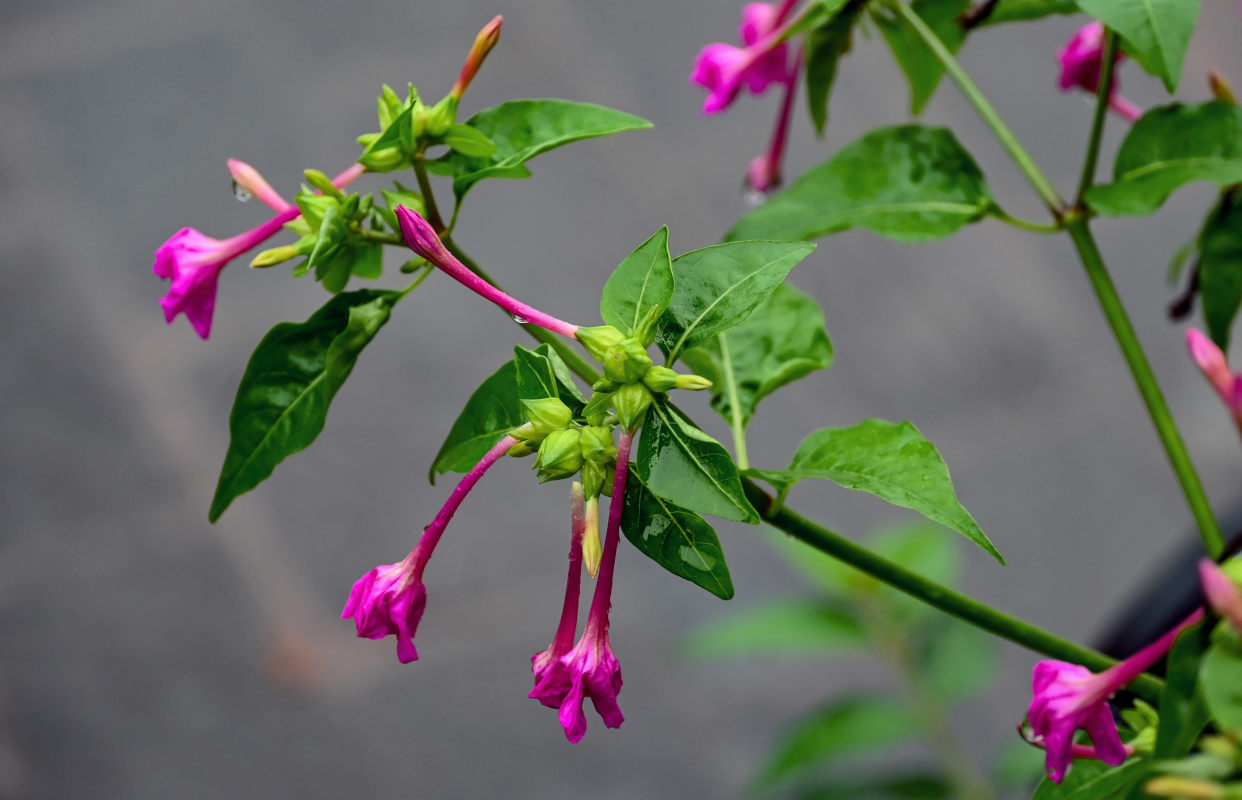 Изображение особи Mirabilis jalapa.