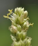 genus Amaranthus. Верхушка соцветия. Таиланд, Бангкок, Донмыанг, пустырь среди городской застройки. 23.07.2024.