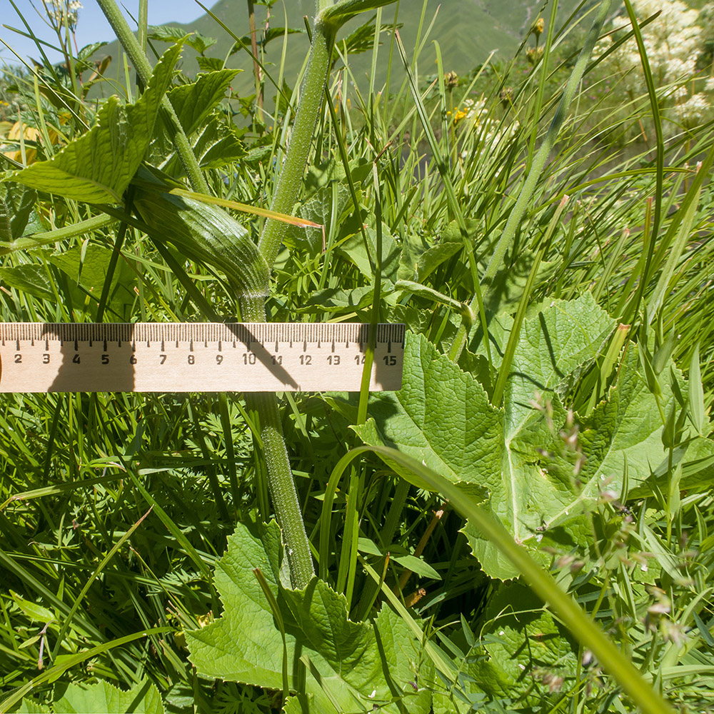 Image of Heracleum asperum specimen.