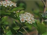 × Sorbaronia mitschurinii. Соцветия. Московская обл., Раменский р-н, окр. дер. Хрипань, садовый участок. 22.05.2024.