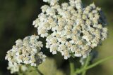 Achillea millefolium