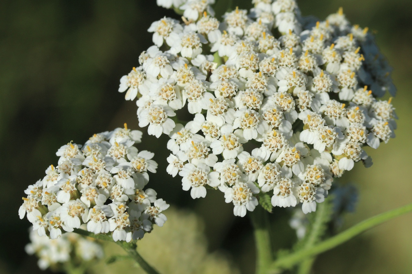 Изображение особи Achillea millefolium.