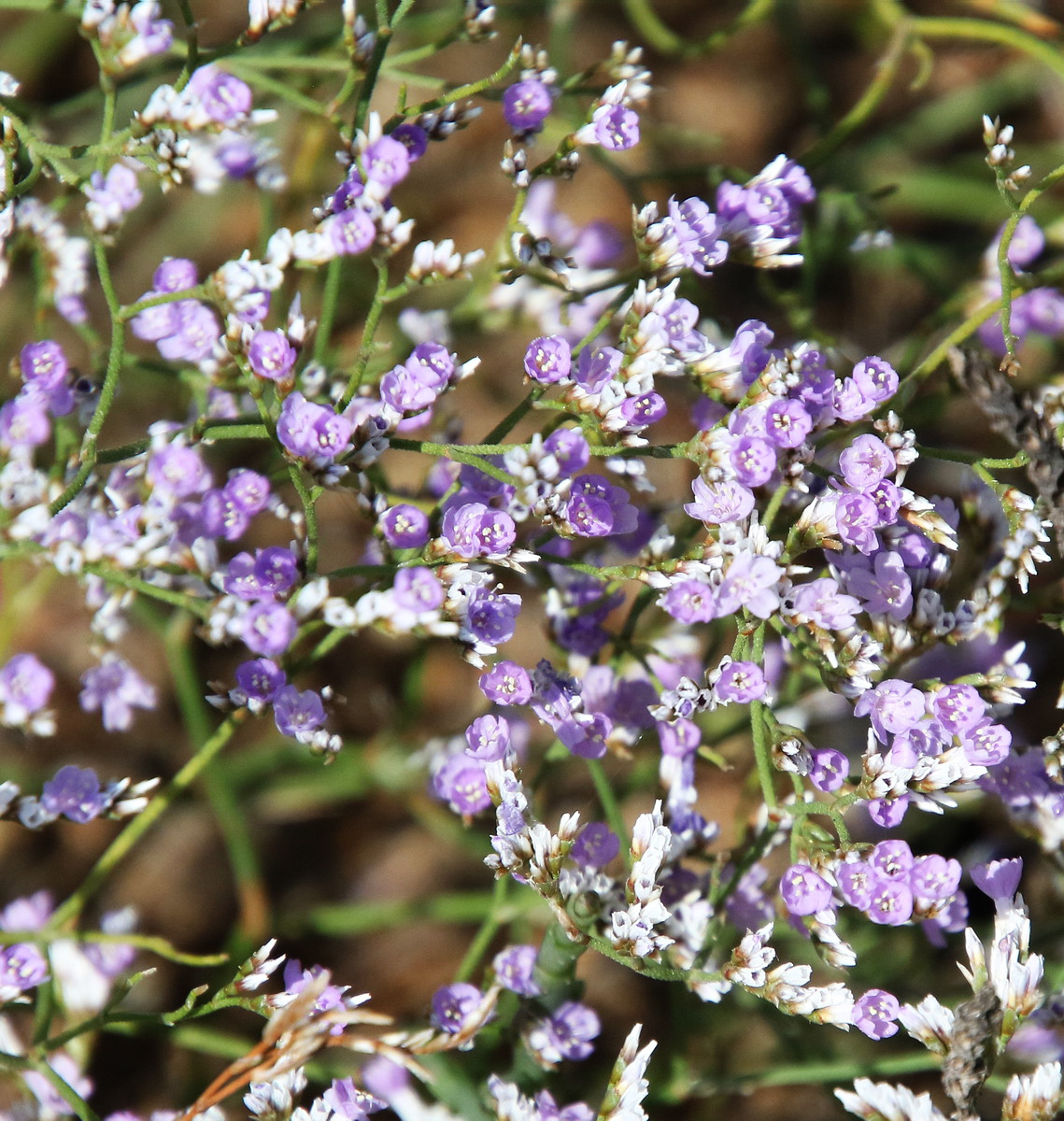 Image of Limonium caspium specimen.
