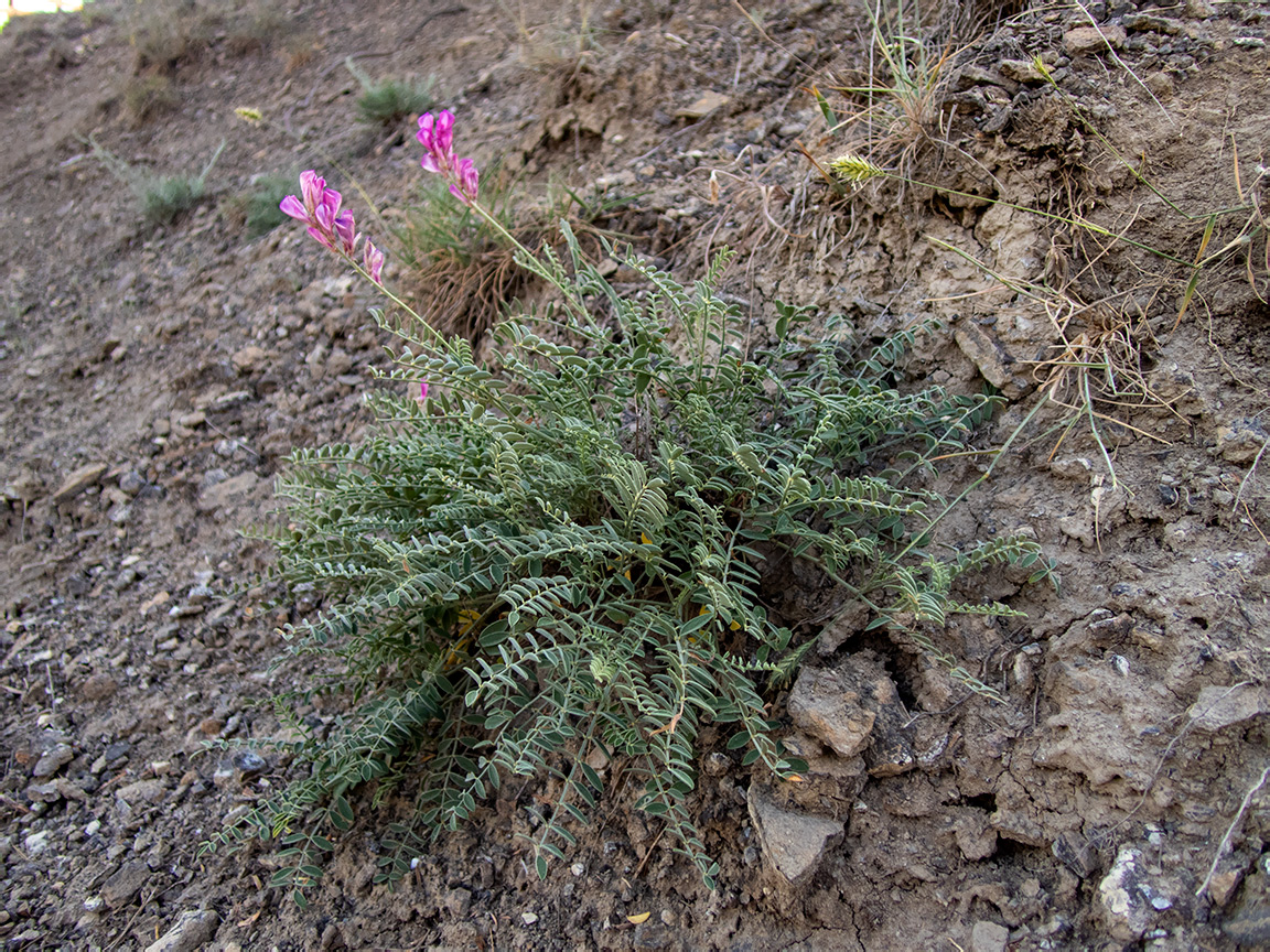 Image of Hedysarum tauricum specimen.