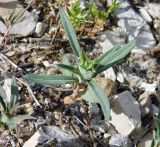 Ziziphora capitata