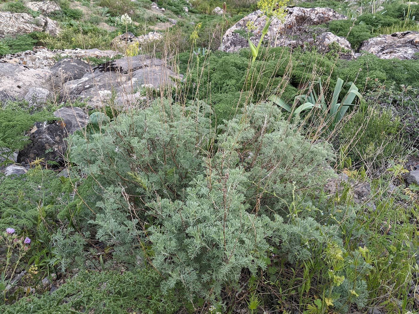 Изображение особи род Artemisia.